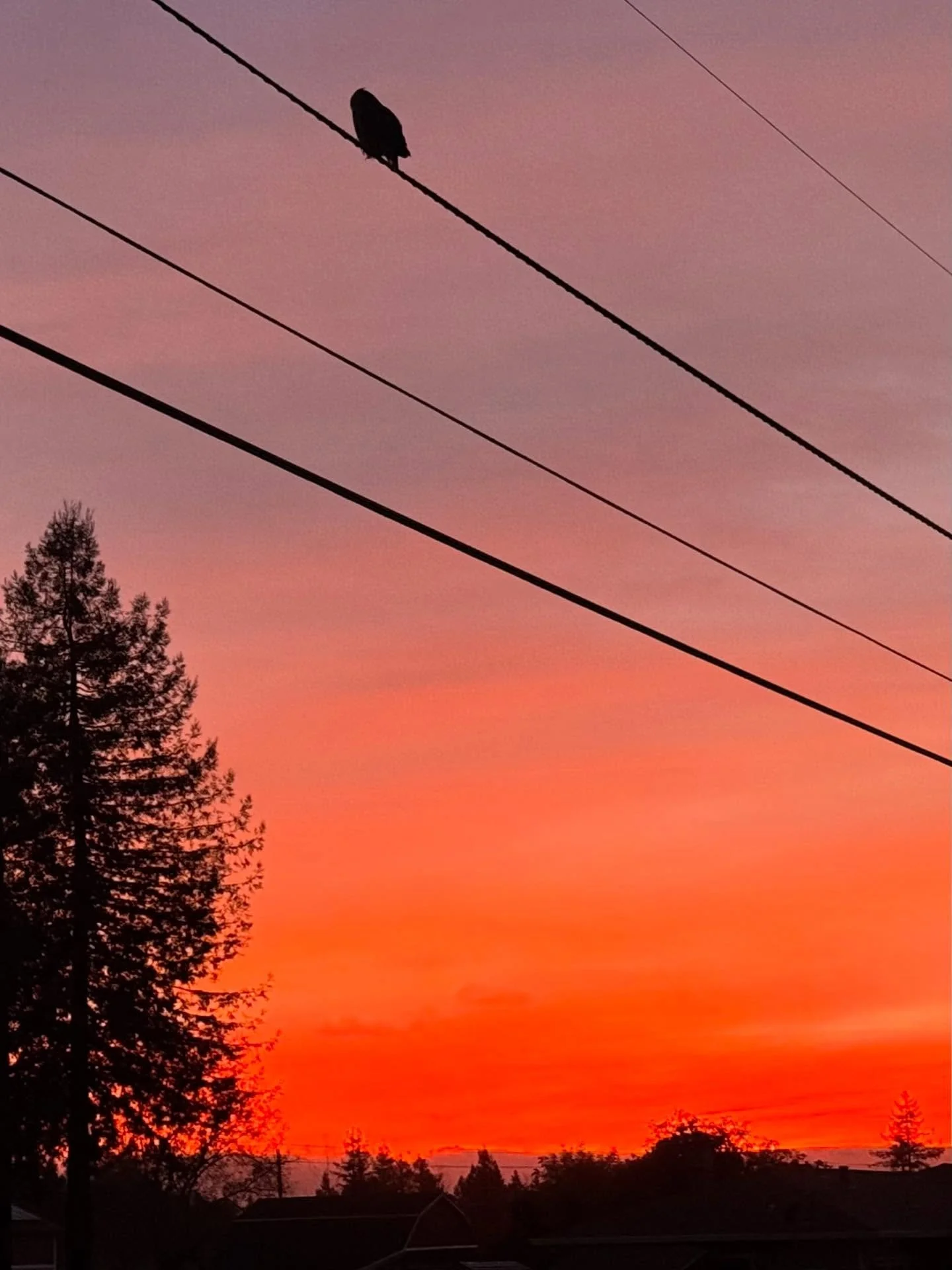 Another so-so photo but it tells a story: I just saw three Great Horned Owls about a half block from each other. And I saw a scarce Sharp Shinned Hawk earlier today. Tis the start of raptor season. So awesome.

#owls #greathornedowl #sunset #sonomaco