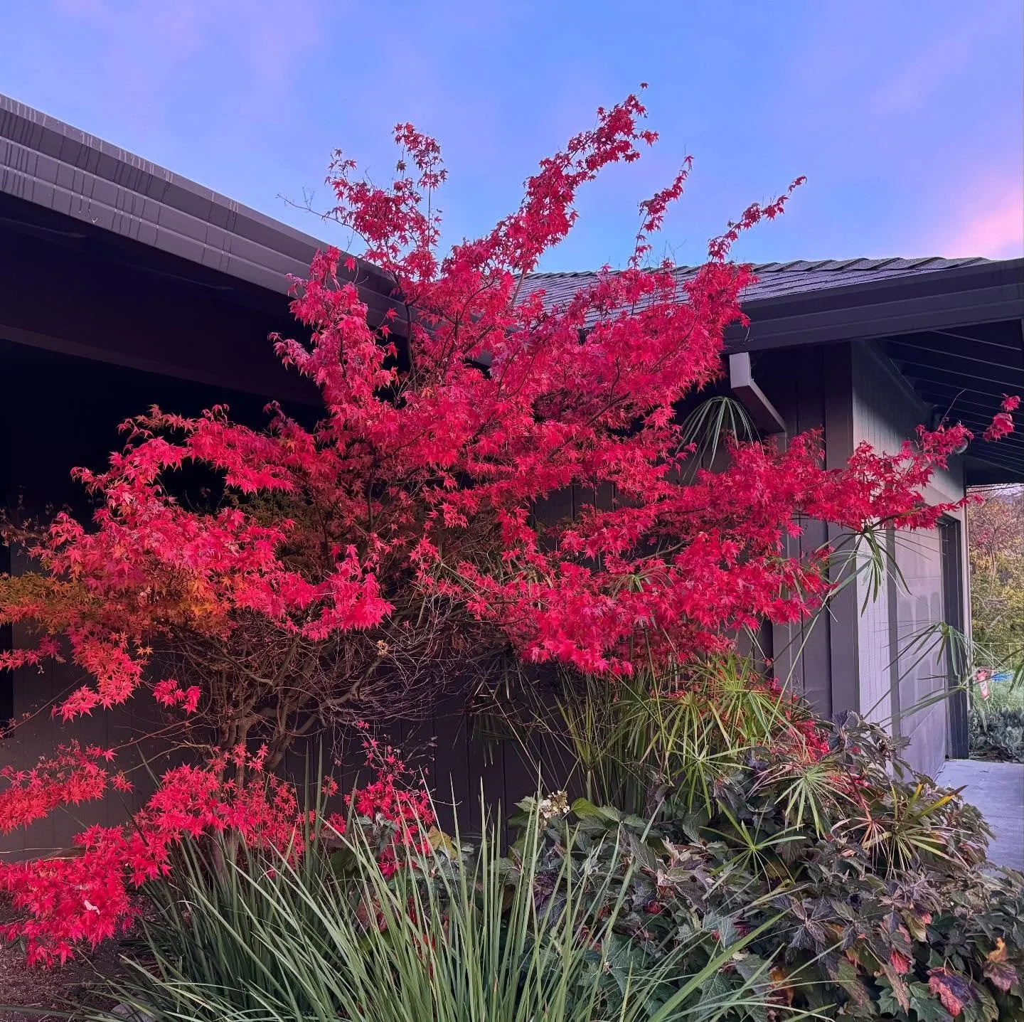 Most of@the leaves have fallen off our bigger 🍁 maple tree, but they are blazing on our smaller one.

#mapletree #fallcolors #redleaves #sonomacounty #rarerecords