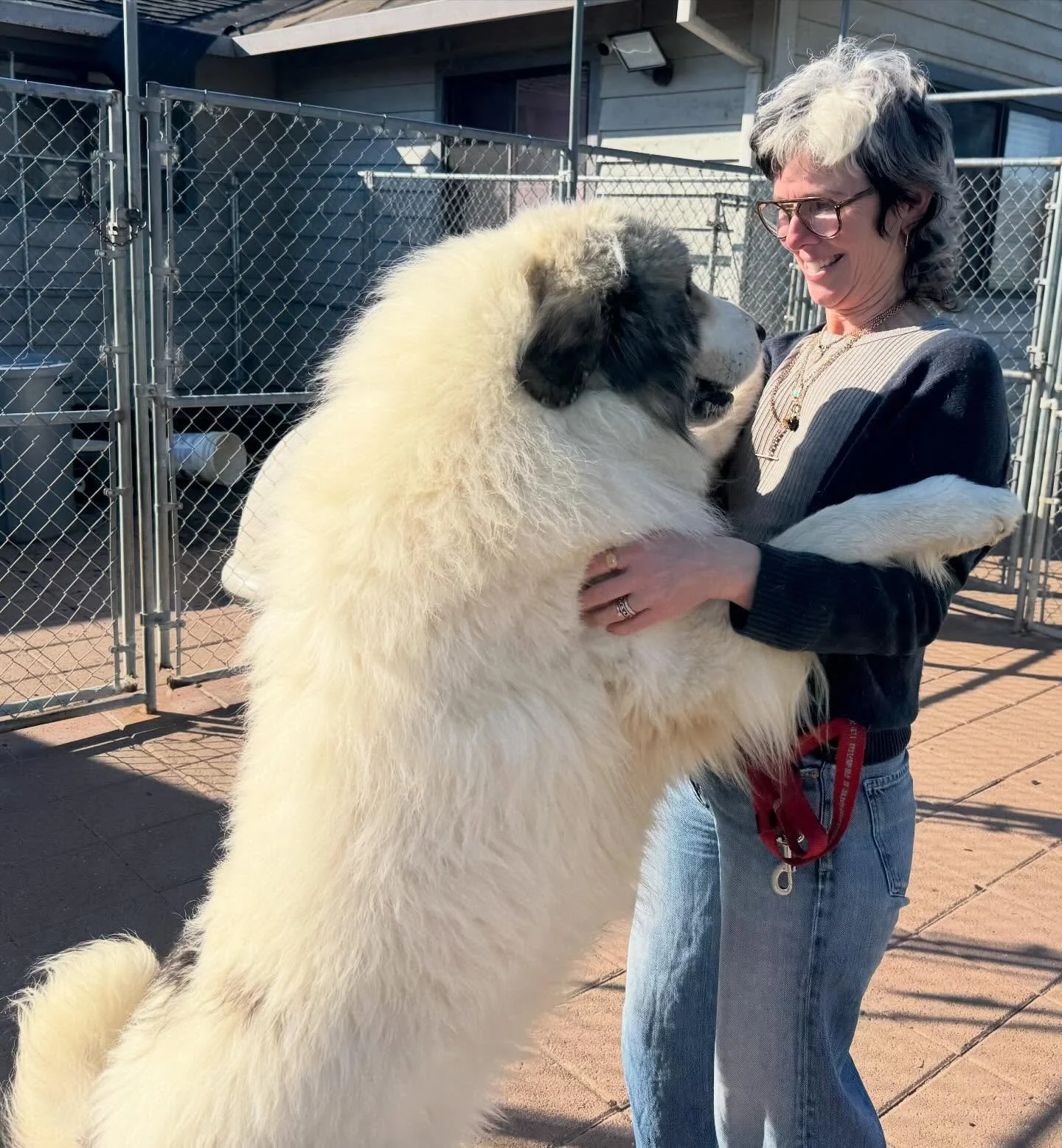 We visited my son&rsquo;s workplace waaay outside of Petaluma in the countryside. A kennel with a couple dozen huge amazing Great Pyrenees. So sweet hard to imagine they could be menacing guard dogs. What a cool place to work. 

#greatpyrenees #kenne