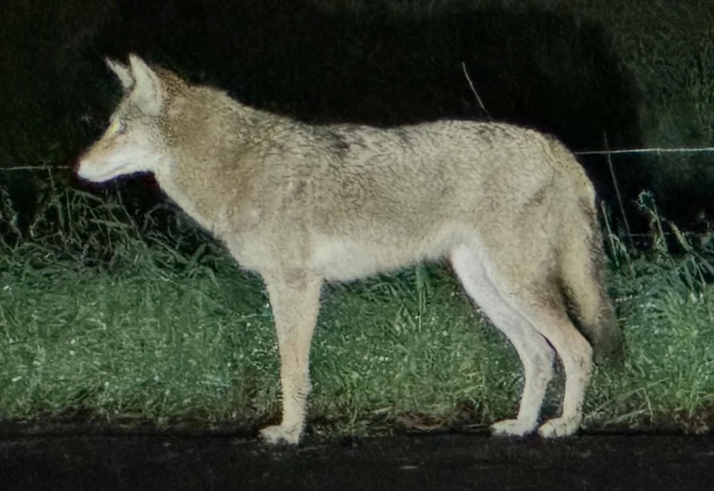 Last night I pulled over at an offramp on the San Rafael/Novato border to pick out a True Crime podcast  and this handsome guy was right in front of me, stood there for quite awhile. A big healthy looking one!

#coyote #marincounty #sanrafaelcaliforn