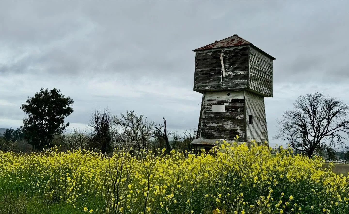 Photo taken a half mile from our house.

#watertower #wildmustard #penngrove #somomacounty #rarerecords
