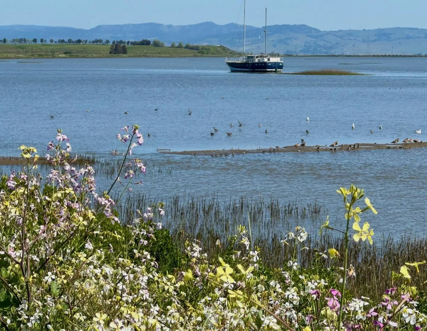 Nice bike ride along the San Pablo Bay off highway 37. Pics aren&rsquo;t spectacular but it was really nice out there. Cooler too. I guess that boat is grounded it&rsquo;s always in that spot. Last photo doesn&rsquo;t look like much, but it&rsquo;s o