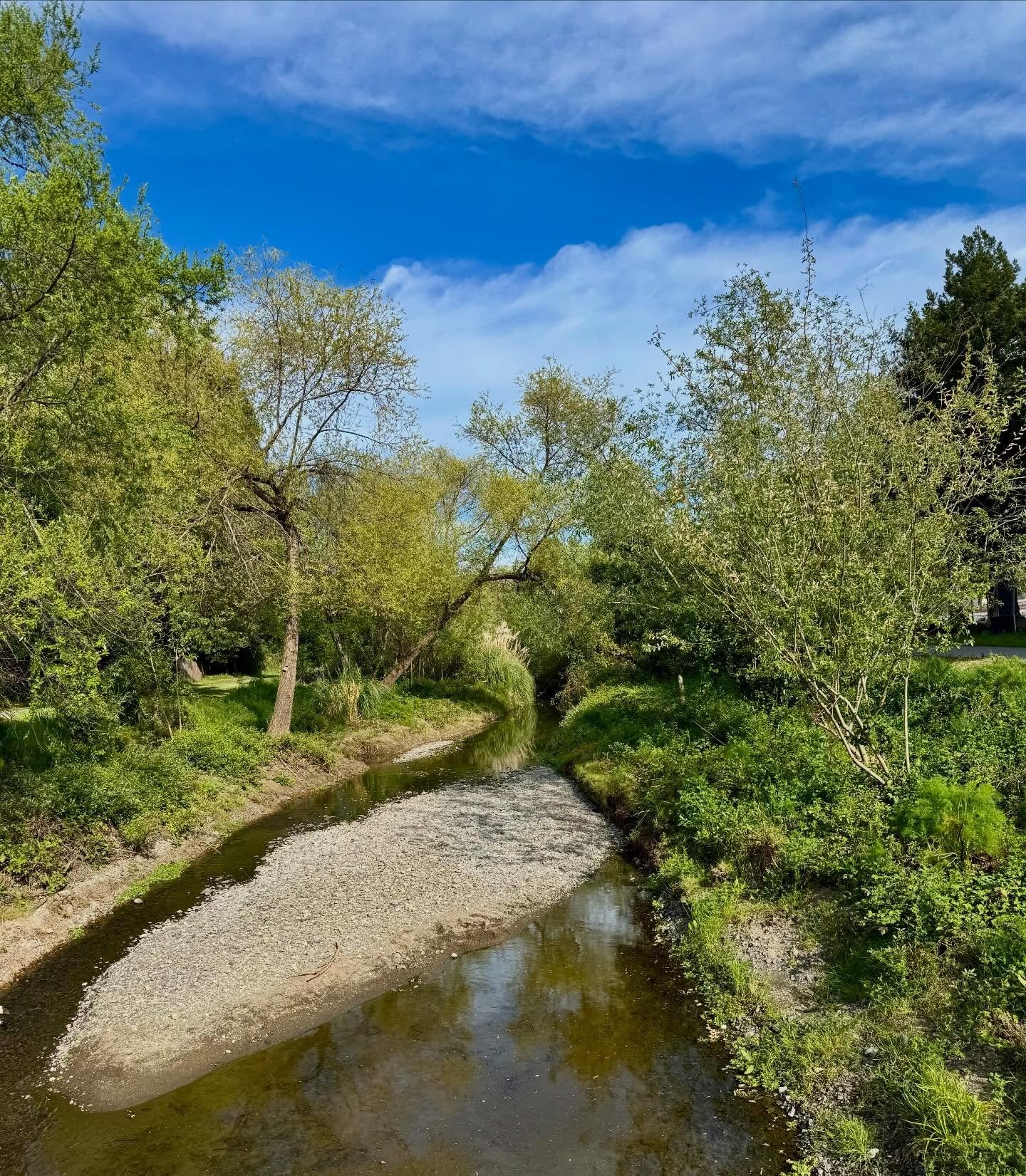 From the bike path near our house. Near the Sonoma State campus. So cool it&rsquo;s a half mile ride from our neighborhood.

#bikepath #sonomacounty #rarerecords