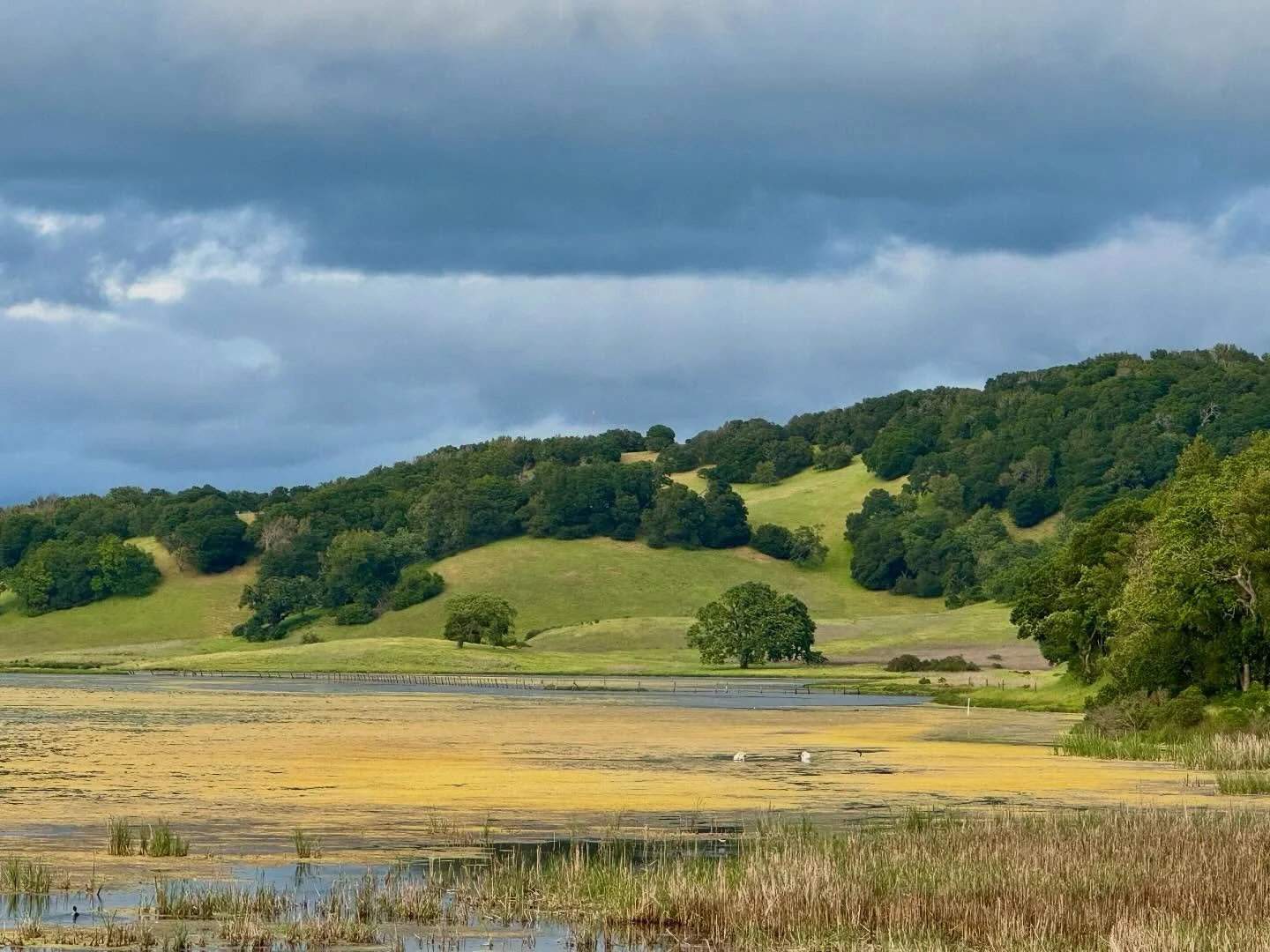 Yesterday evening where I pull over to pick a podacast, on highway 101 at the north end of Novato right before The Narrows. 

#marshland #marsh #dusk #marincounty #rarerecords