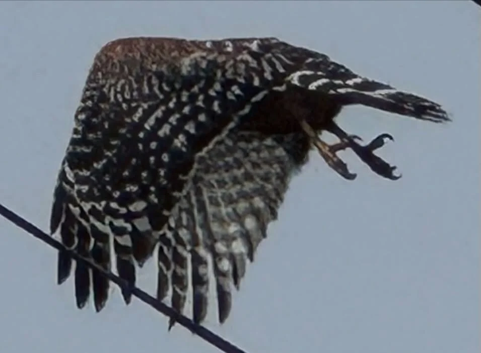 I almost got the shot, needed more patience. Right over our driveway!

#redshoulderedhawk #hawk #raptor #birdofprey #rarerecords