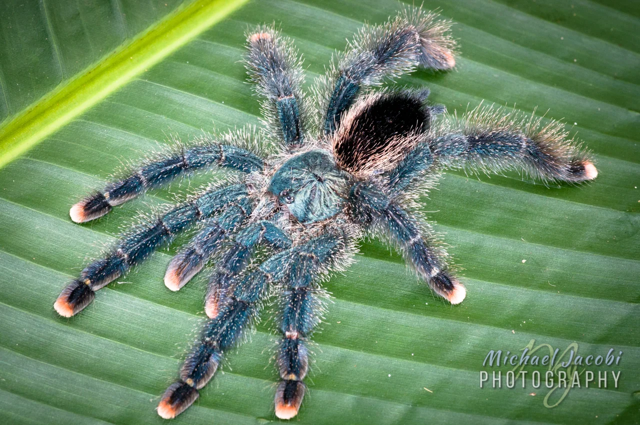 Metallic Grizzly Spider