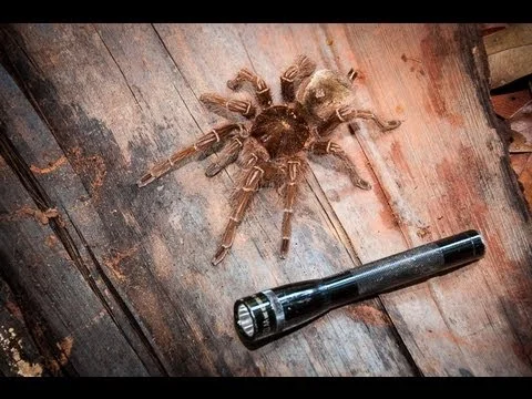 Finding the Goliath Tarantula in the Wild