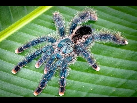 Merian's Avicularia and other Tarantulas of Suriname