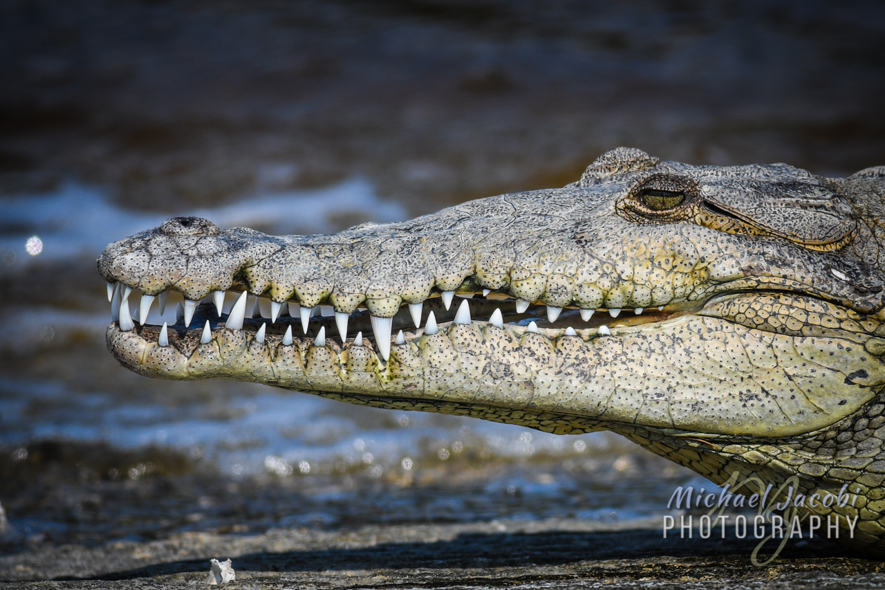 amer_croc_head_3_1280_WM.jpg
