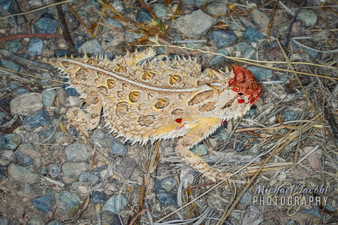 Texas Horned Lizard ( Phrynosoma cornutum ), Hidalgo County, New Mexico