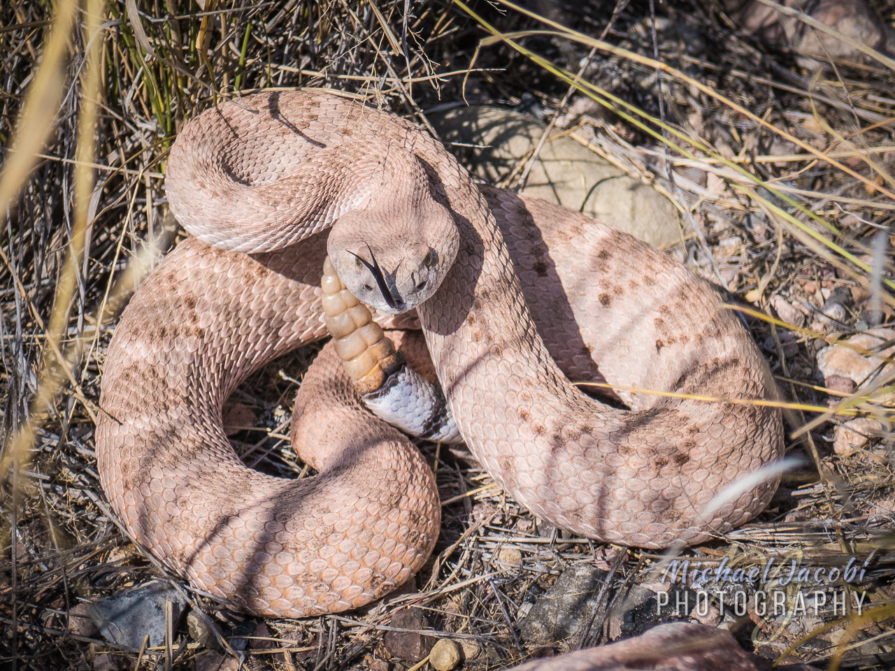 Early morning Western Diamond-backed Rattlesnake on the Portal Road