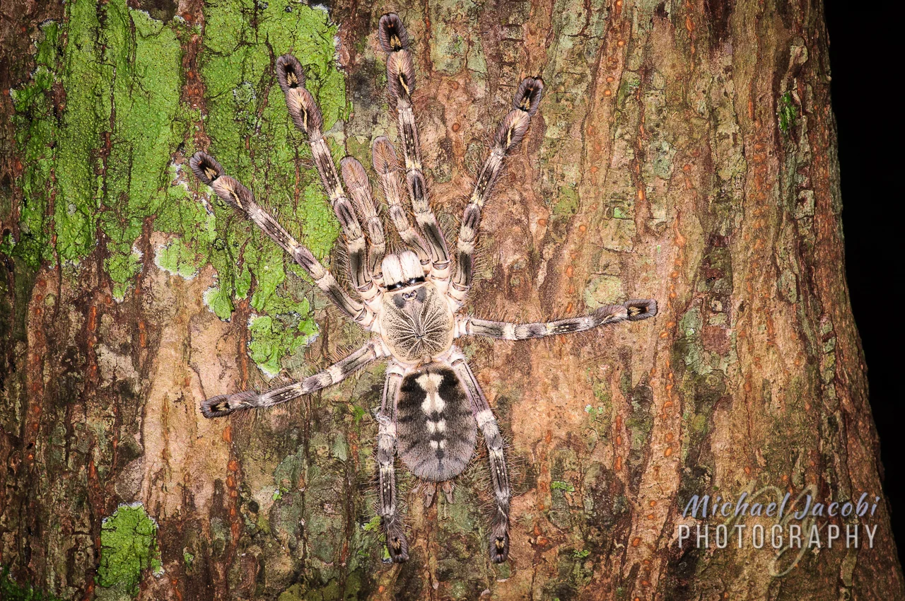 P_subfusca_Udawattakelle_1280_wm.jpg