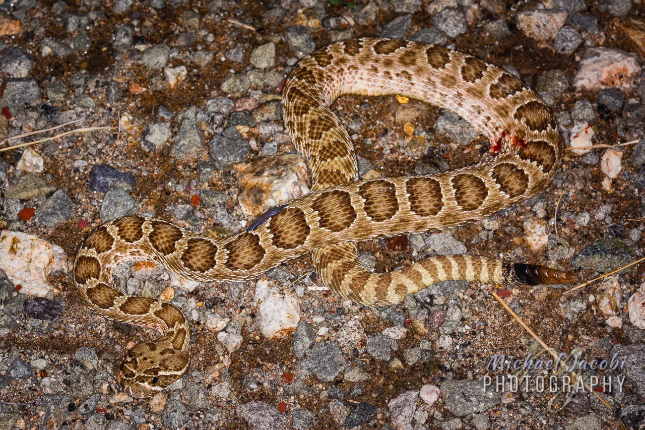 Crotalus viridis , Prairie Rattlesnake, north of Lordsburg, Hidalgo County, New Mexico