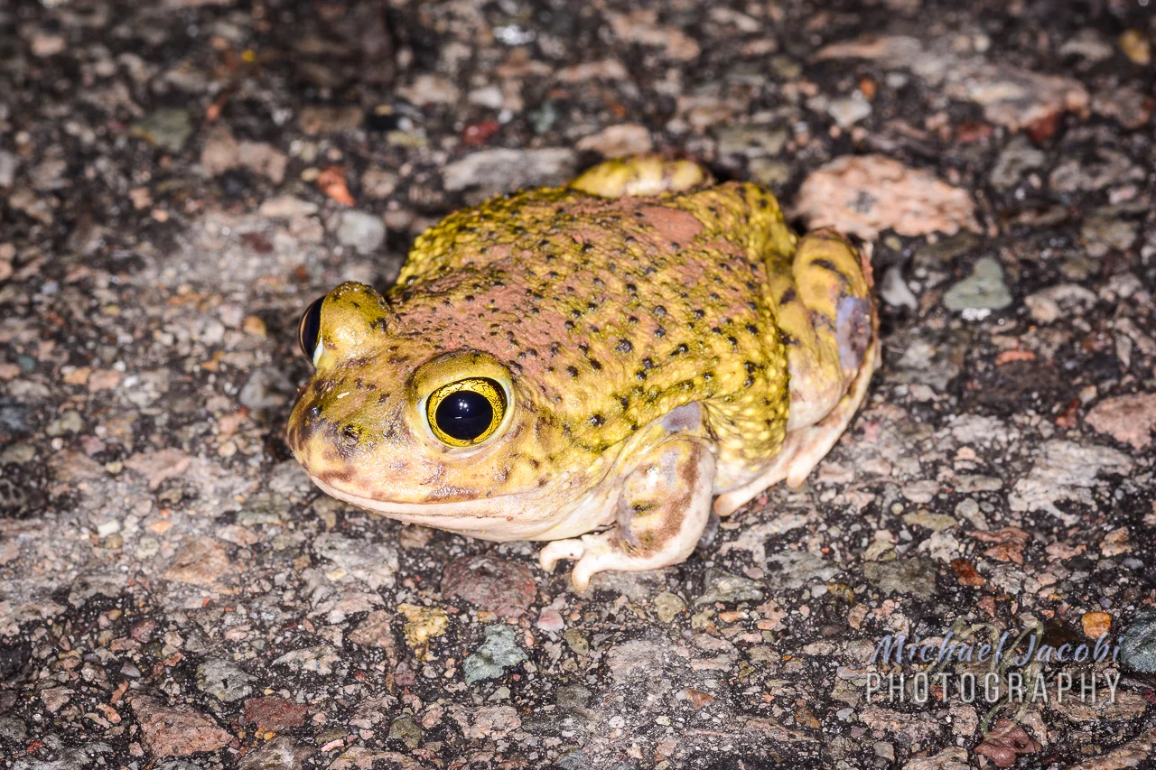 Scaphiophus couchi , Couch's Spadefoot Toad, Hidalgo County, New Mexico