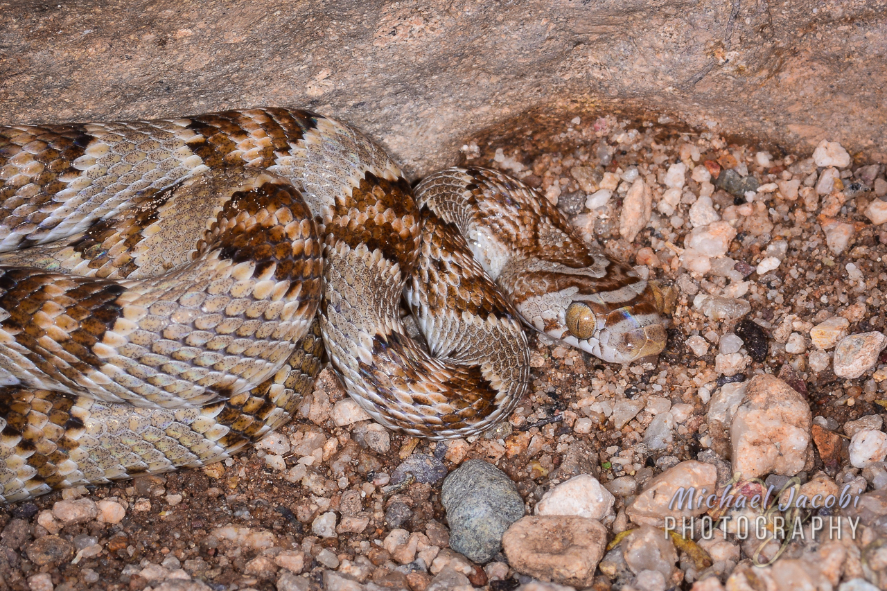 Trimorphodon lambda , Sonoran Lyre Snake, Hidalgo County, New Mexico. Found near the Chiricahua Desert Museum during the 40th International Herpetological Symposium