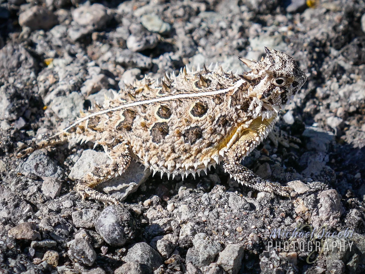 Phrynosoma cornutum , Texas Horned Lizard, near Granite Gap, Hidalgo County, New Mexico