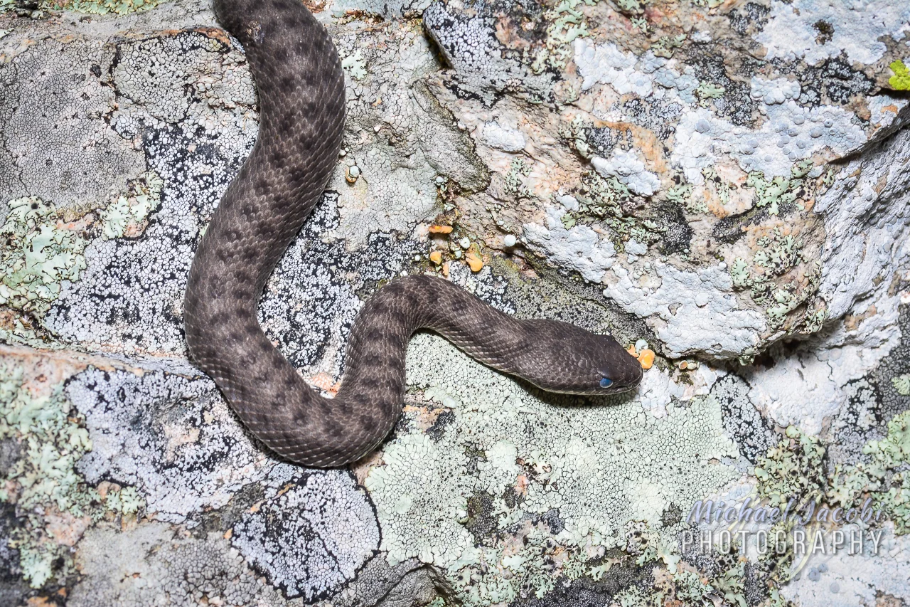 Crotalus pricei , Twin-spotted Rattlesnake, newborn in shed, 8600', Chiricahua Mountains, Cochise County, Arizona.