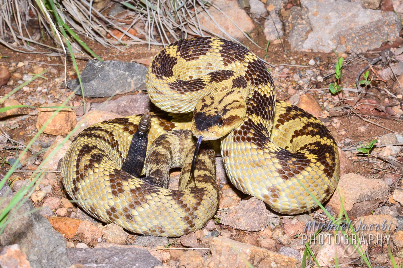Crotalus molossus , Western Black-tailed Rattlesnake