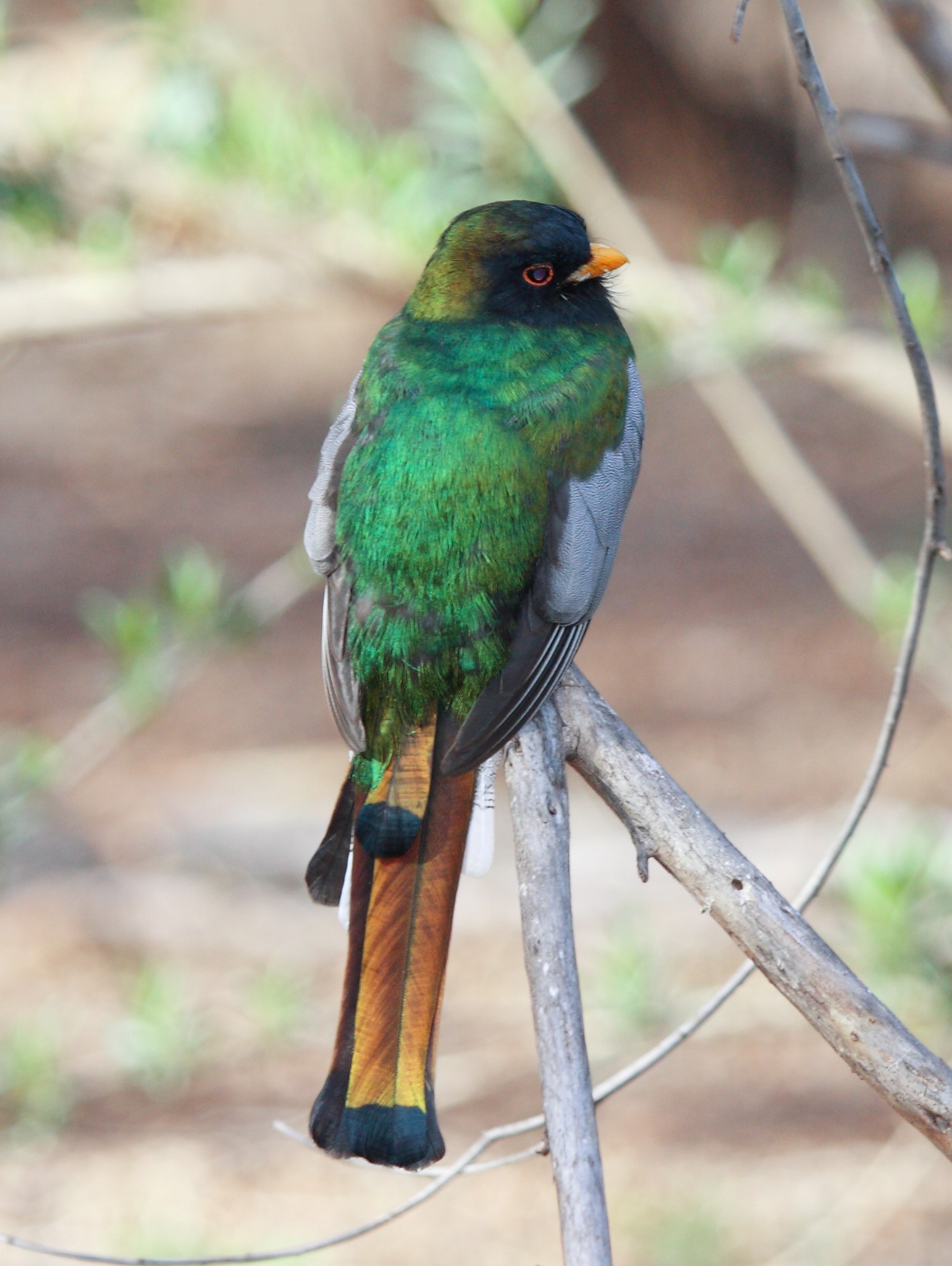 Elegant Trogon male from behind - By Dominic Sherony - originally posted to Flickr as Elegant Trogon, CC BY-SA 2.0, https://commons.wikimedia.org/w/index.php?curid=10091341