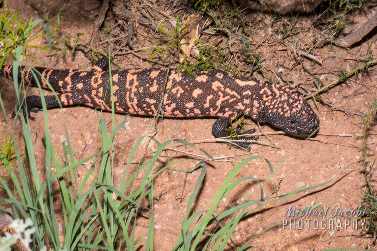 Gila Monster ( Heloderma suspectum ), Geronimo Trail, Cochise County, Arizona