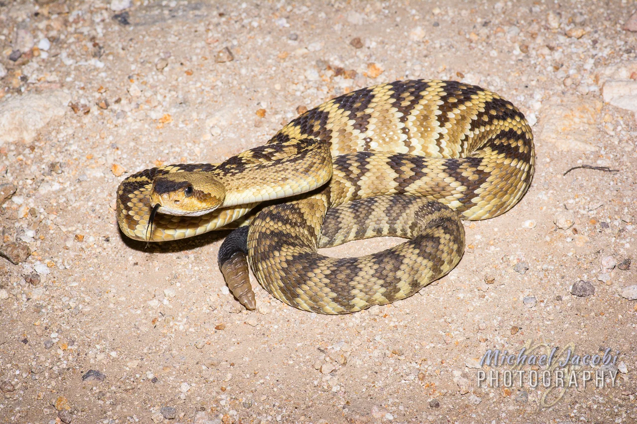 Western Black-tailed Rattlesnake ( Crotalus molossus ), Geronimo Trail, Peloncillo Mountains. Hidalgo County, New Mexico