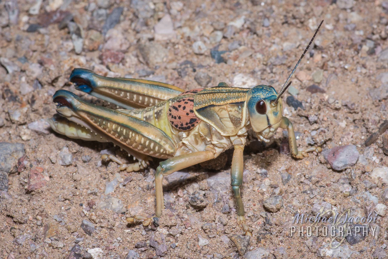 Brachystola magna (Plains Lubber Grasshipper)