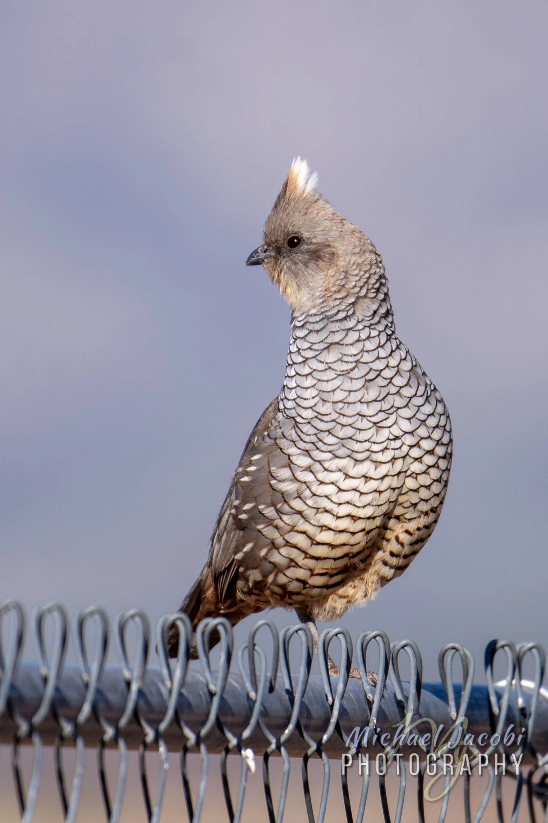 Scaled Quail, Rusty's RV Ranch, Rodeo, Hidalgo County, New Mexico