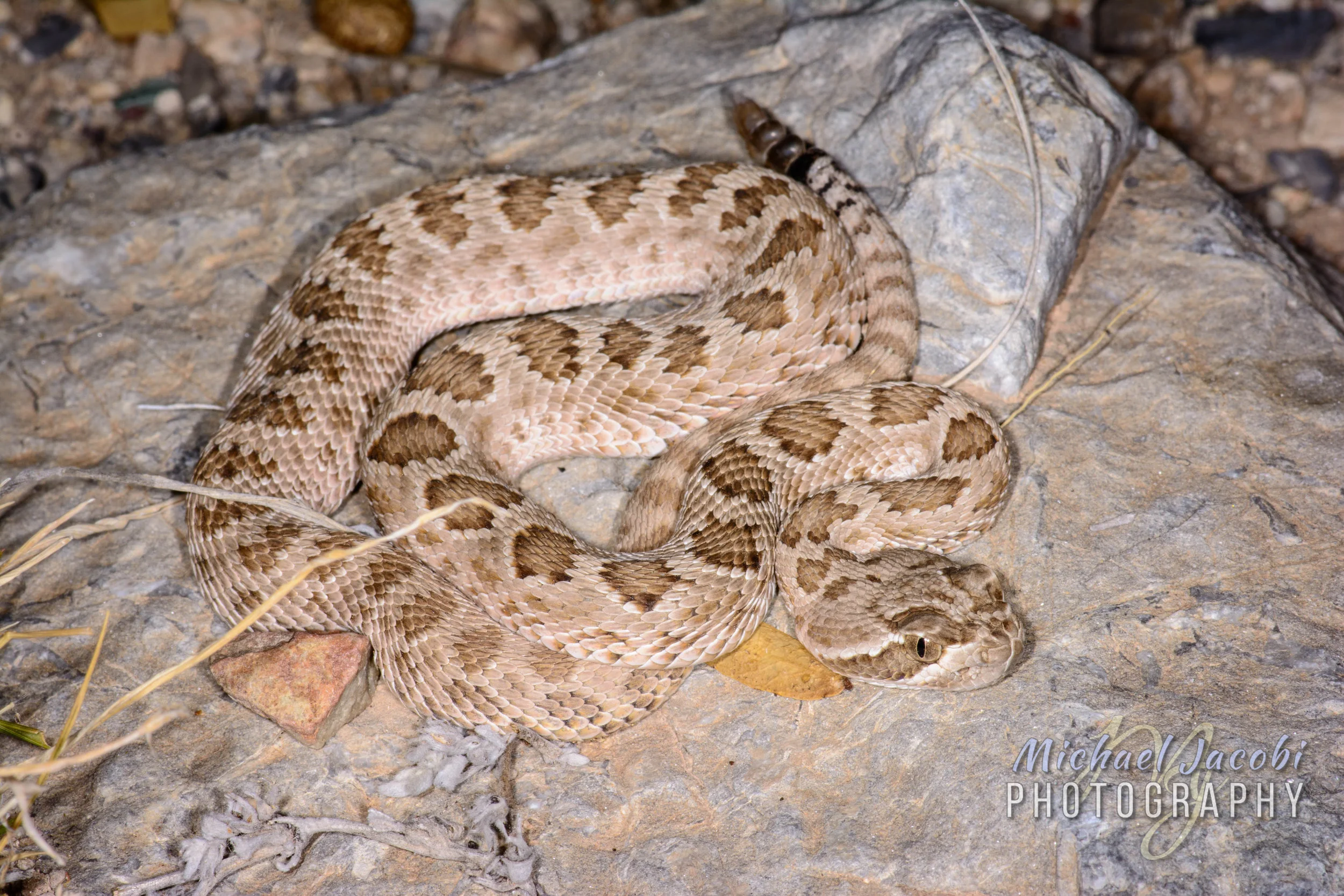 Crotalus_scutulatus_05112018-9400.jpg