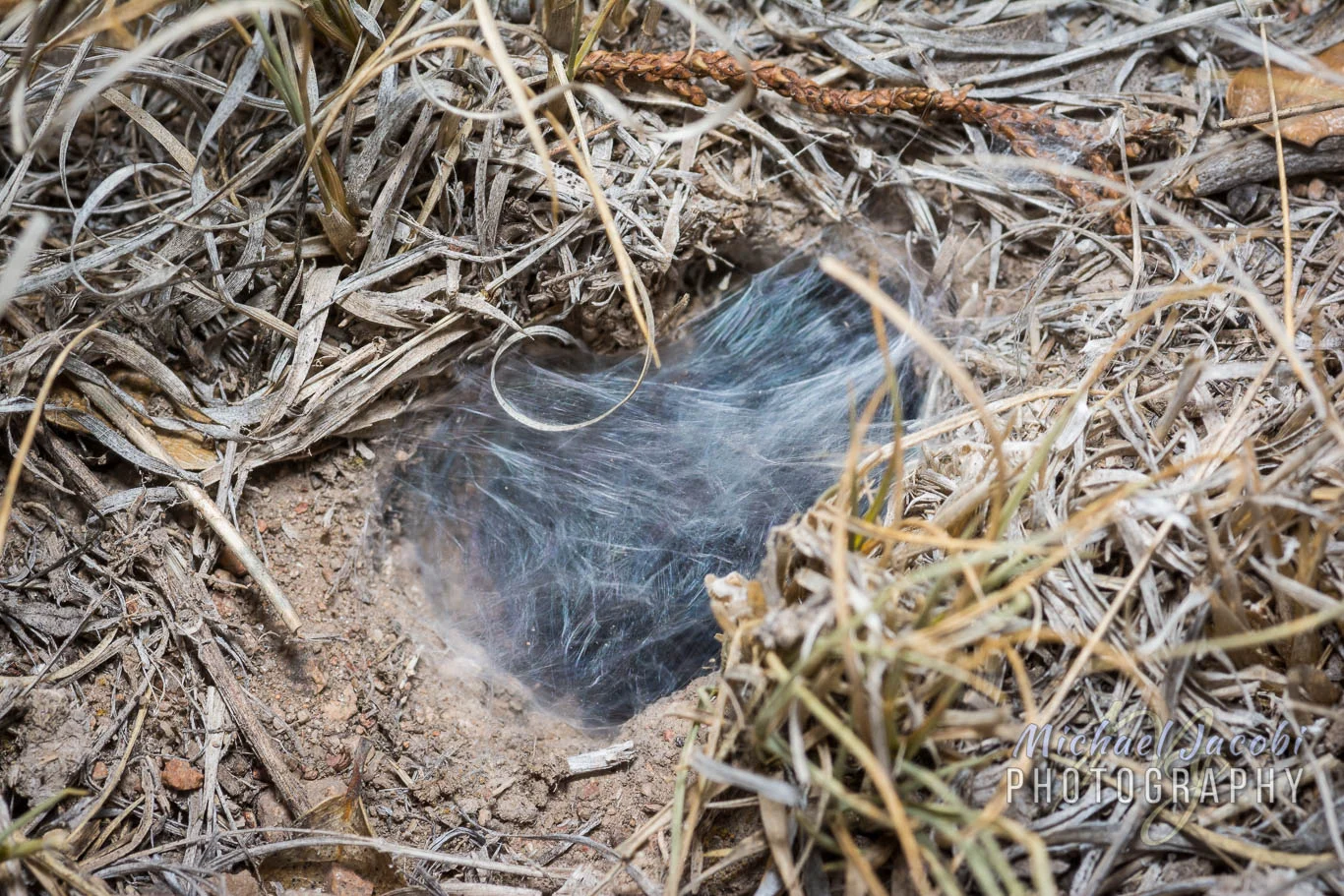 A_peloncillo_burrow_1366px_072318.jpg
