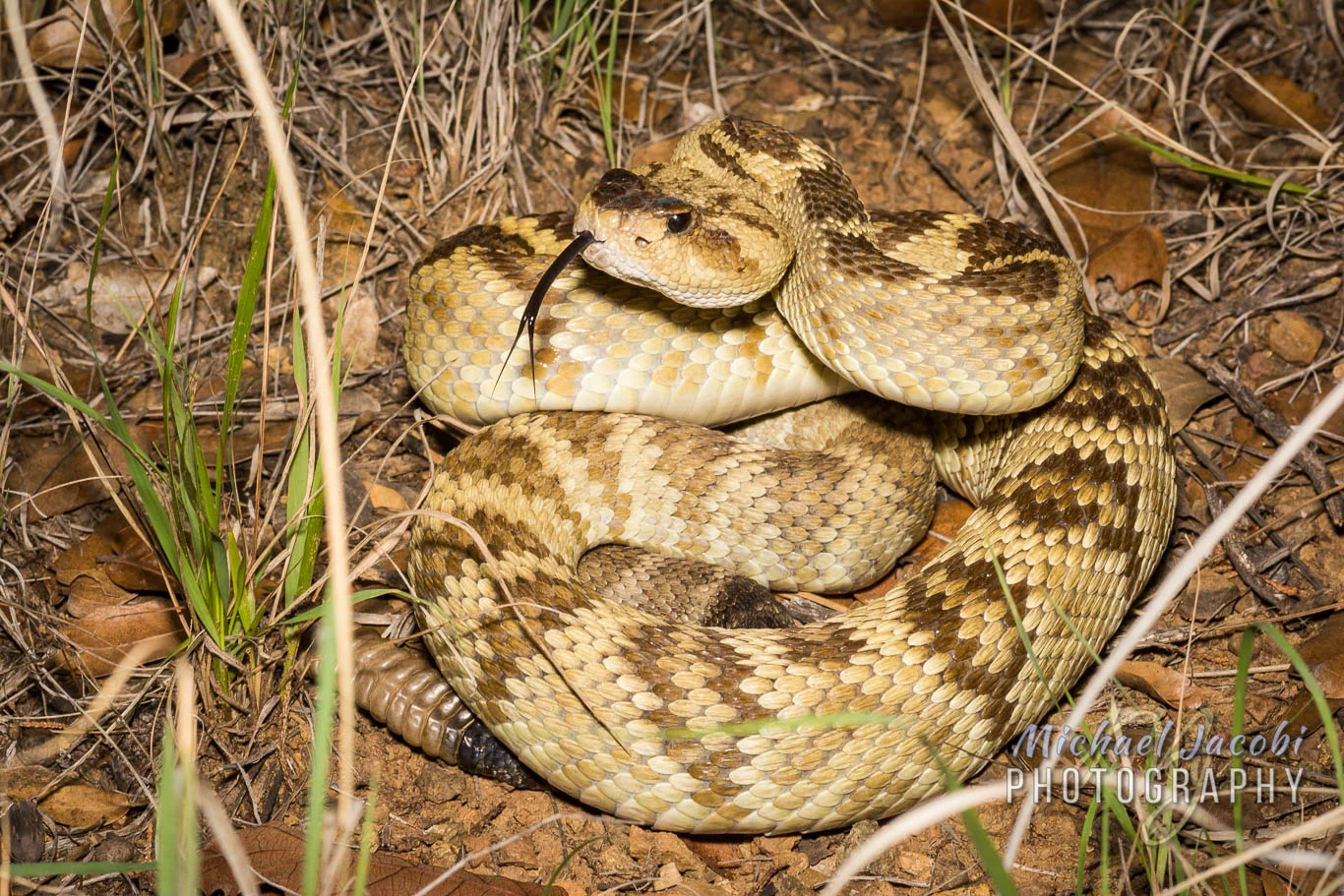 Crotalus molossus