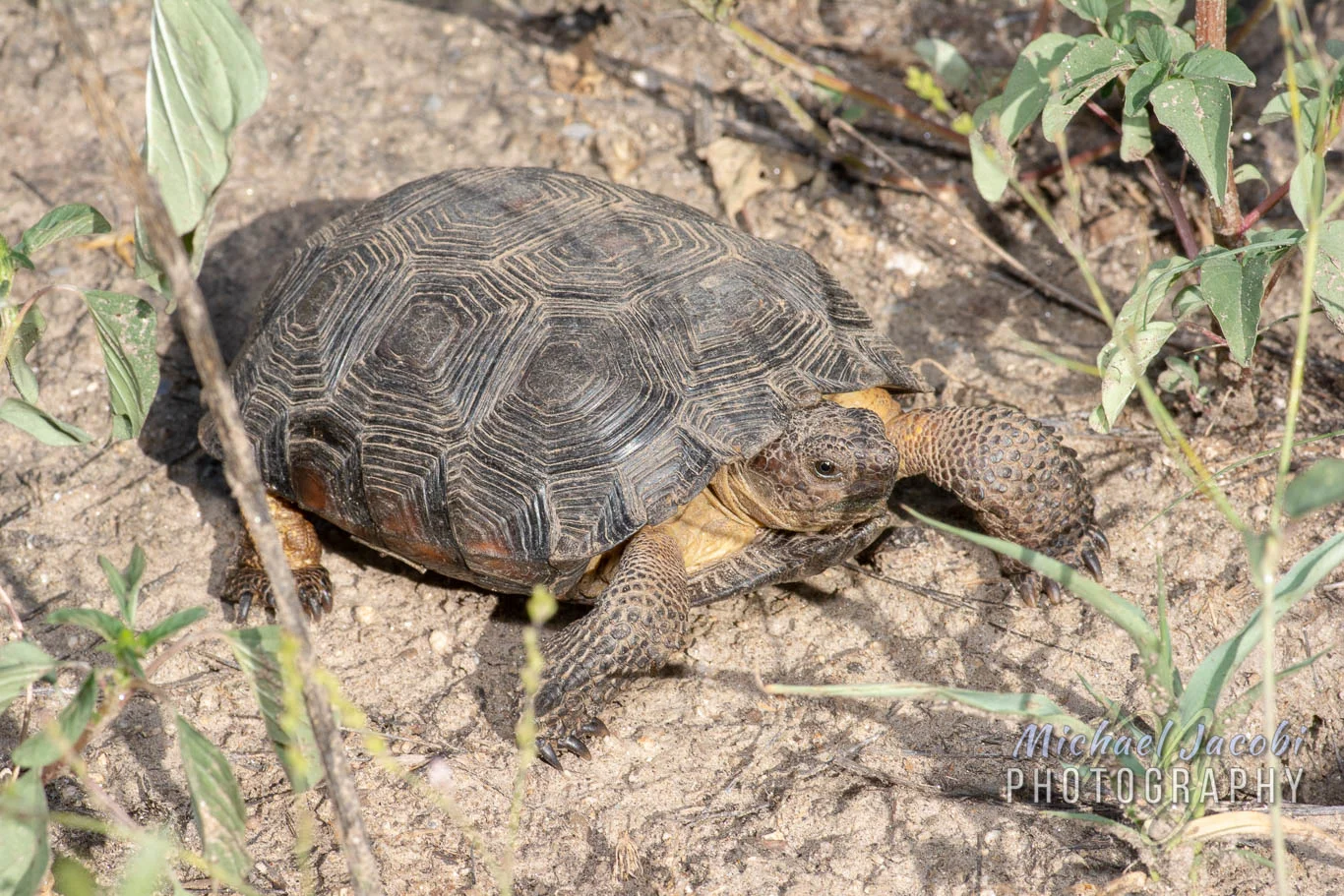 Morafka's or Sonoran Desert Tortoise ( Gopherus morafkai ), Pima County, Arizona