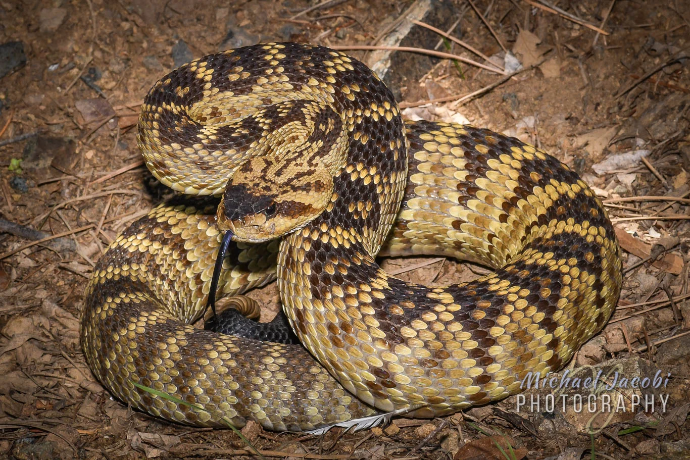 Portrait of a Beauty Western Black-tailed Rattlesnake ( Crotalus molossus ), Chiricahua Mountains