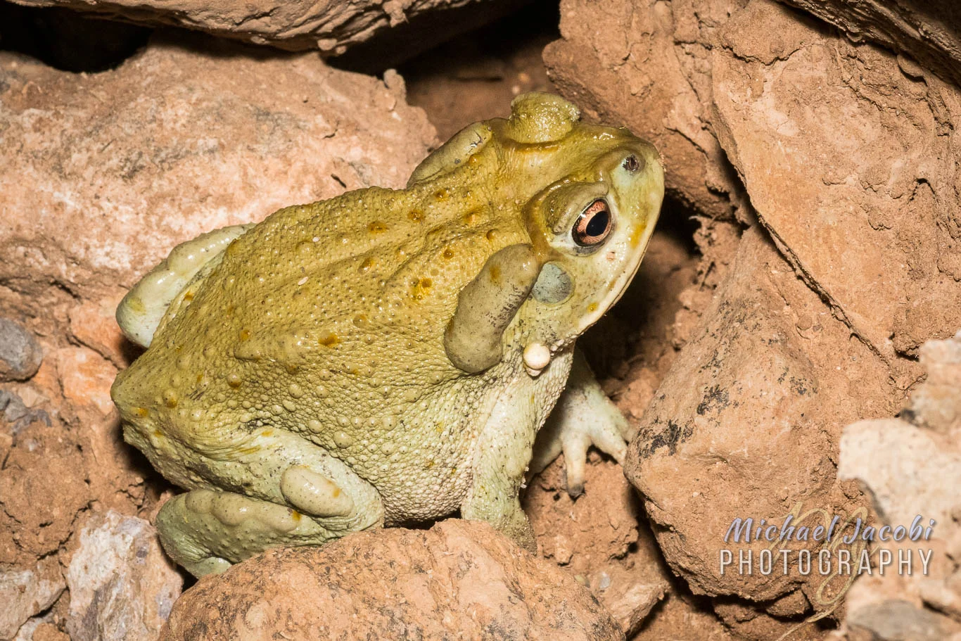 Sonoran Desert Toad ( Incilius alvarius ), one of several from my Old Sasco Road adventure.