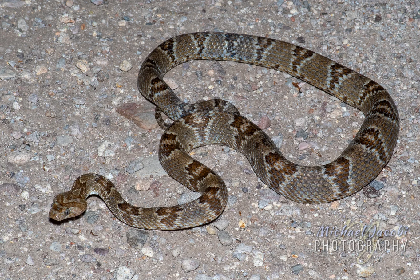 Our "snake-cap", adult Sonoran Lyre Snake ( Trimorphodon lambda )