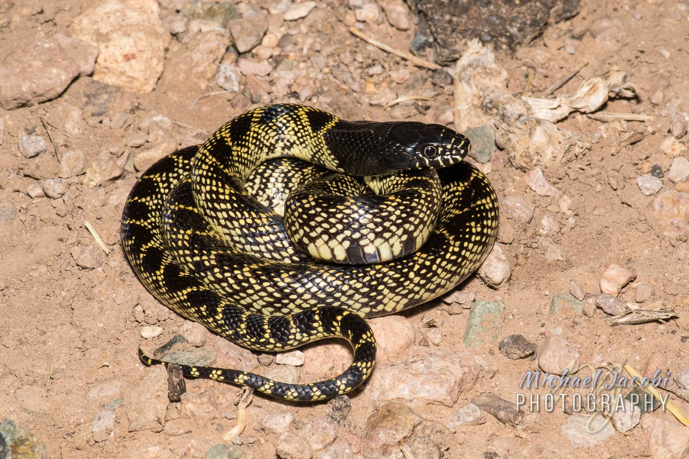 Desert Kingsnake (Lampropeltis splendida ), Hidalgo Co., New Mexico