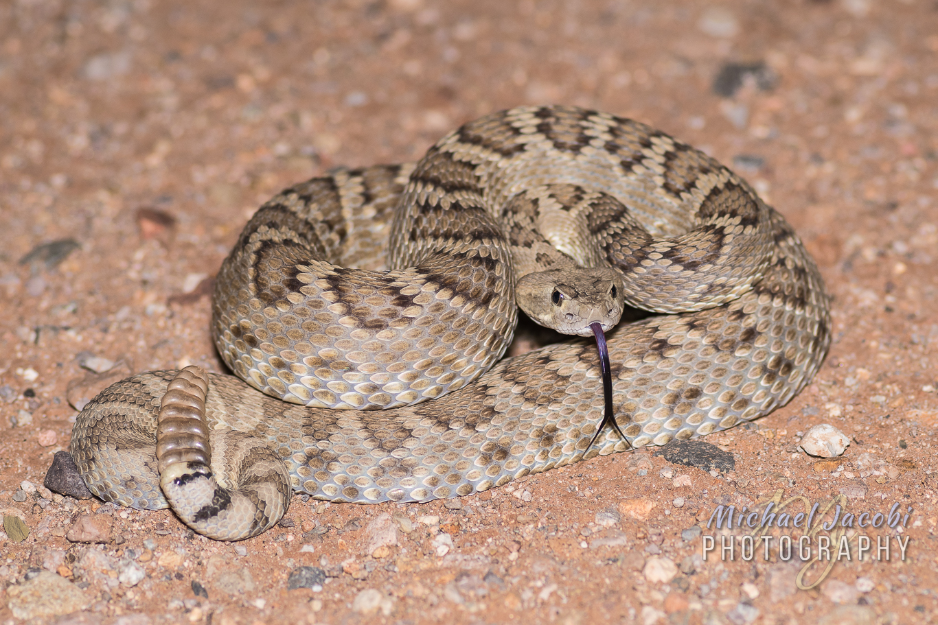 This "spirited" Mohave Rattlesnake ( Crotalus scutulatus ) put on quite the show for Chad as it tried to "kiss" me