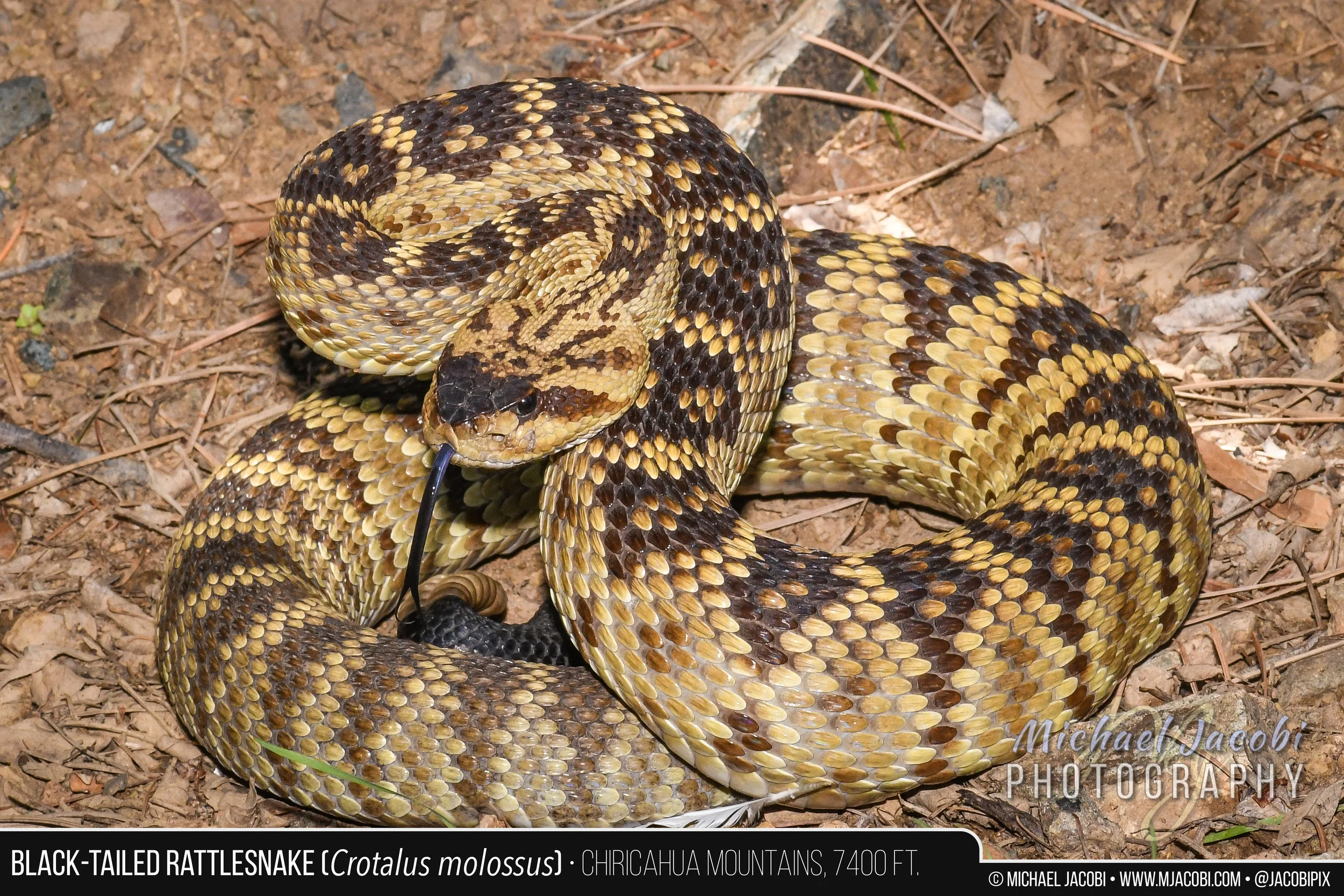 Crotalus_molossus_BIG_MOLO_graphic.jpg