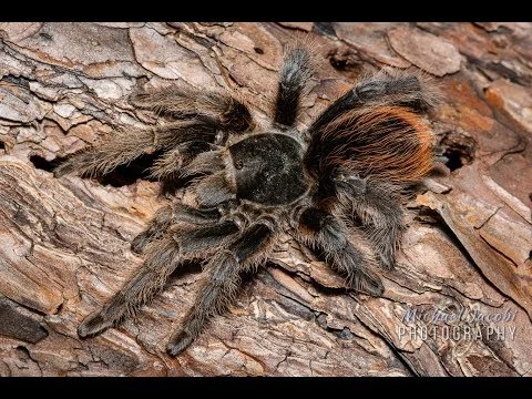 Aphonopelma marxi: Gorgeous American tarantula in natural habitat