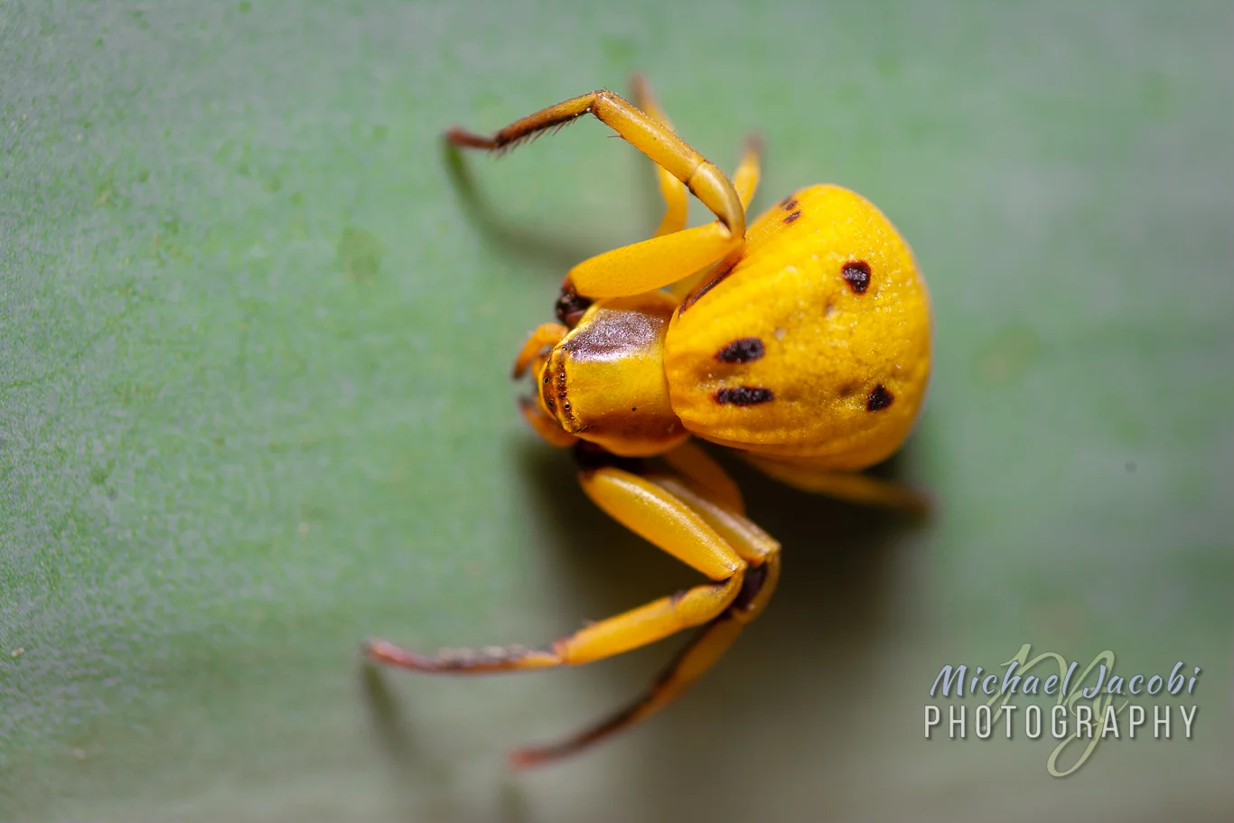 Misumenoides formosipes, White-banded Crab or Flower Spider