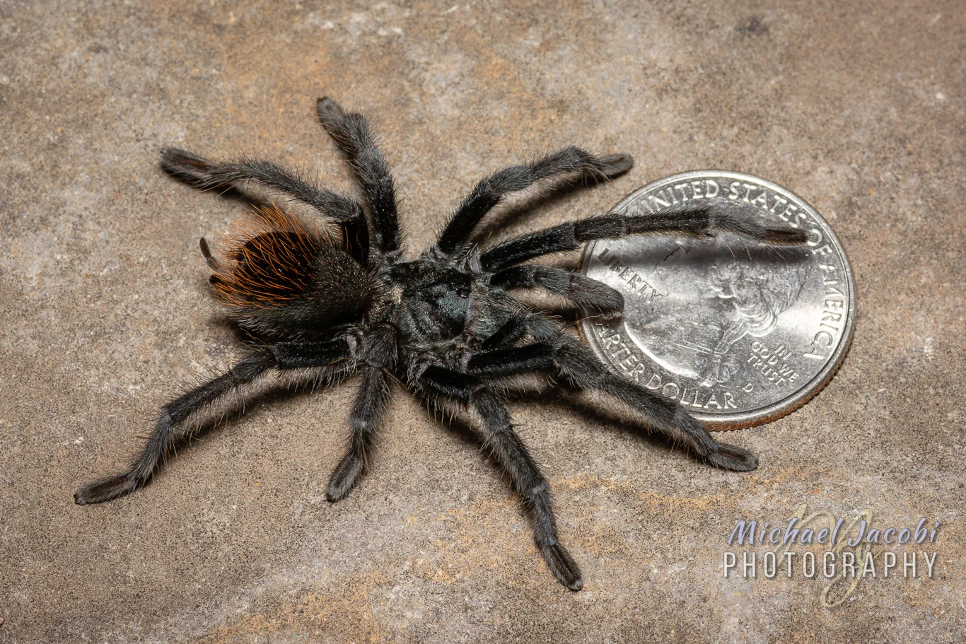 Aphonopelma chiricahua , mature male