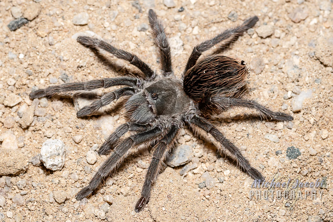 Aphonopelma parvum , adult female, Hidalgo County, New Mexico