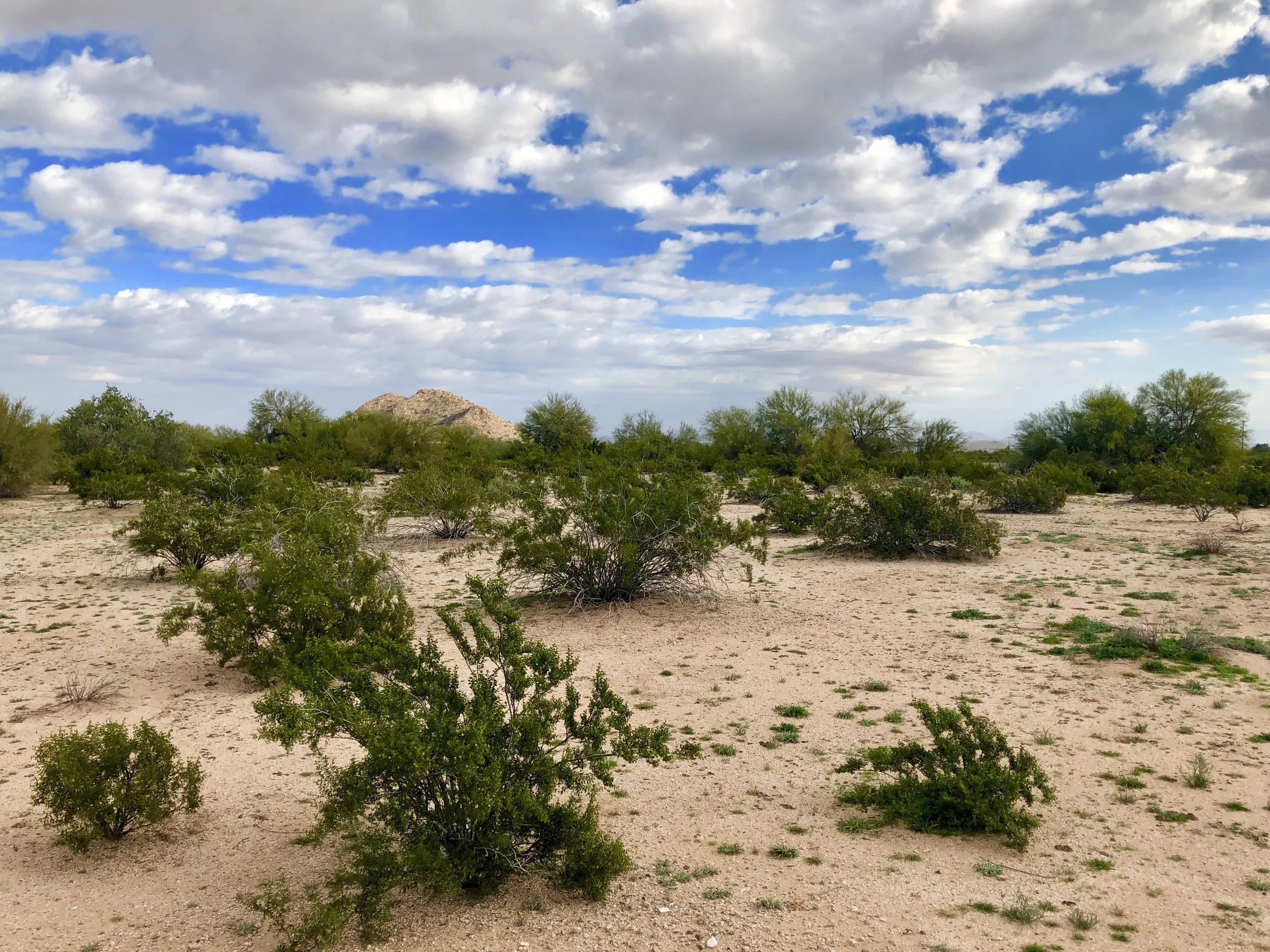 Type locality, Aphonopelma paloma . This sandy soil is very difficult to dig in. This desert is primarily vegetated with shrubs like creosote bush and triangle-leaf bursage with some brittlebush or desert-thorn. The short trees in the image are paloverde, and although not seen in this photo the area also has sparse cacti including fishhook barrel cactus and saguaro.