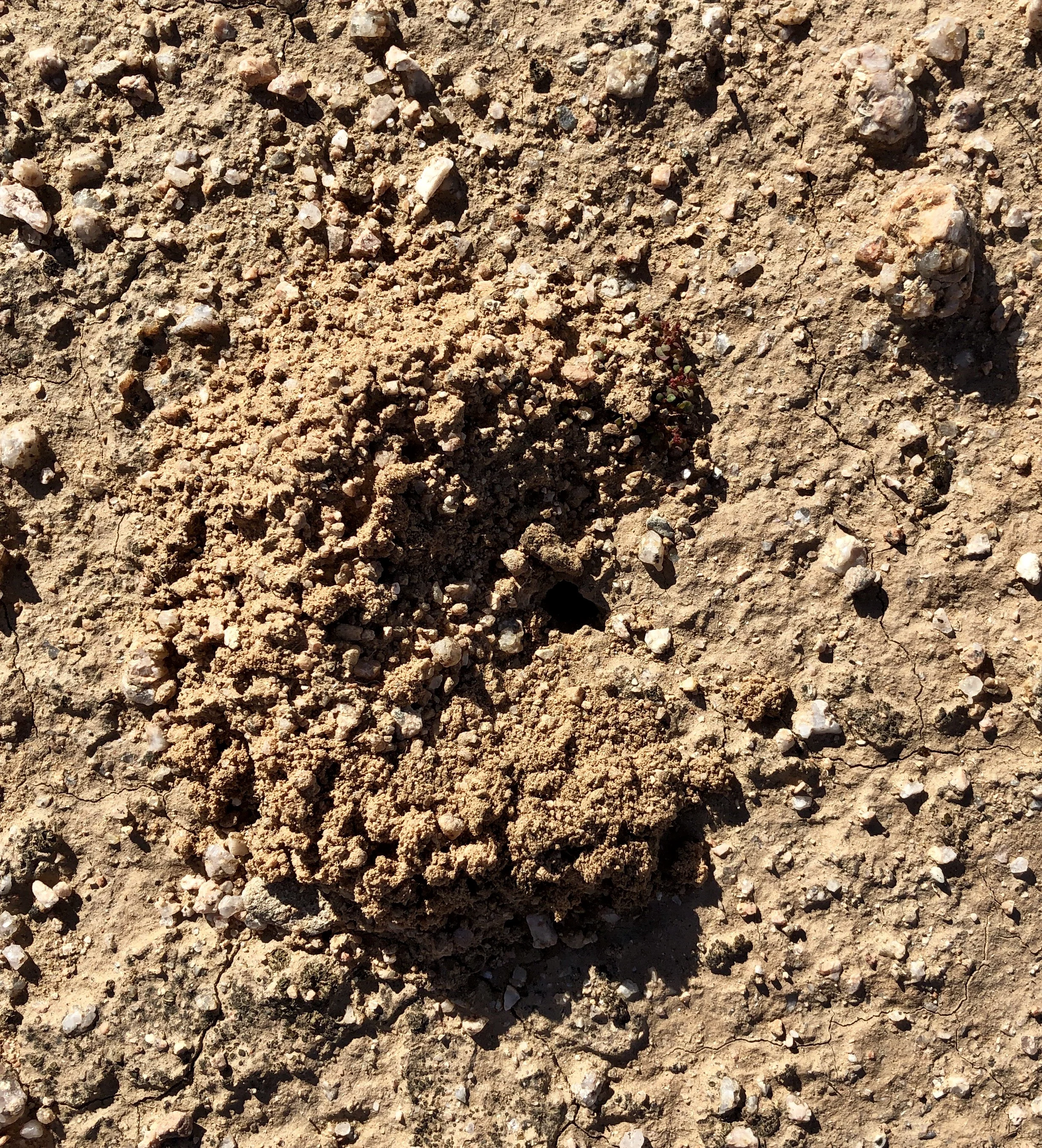 Burrow, Aphonopelma paloma . This is a classic A. paloma burrow with a crescent-shaped pile of excavated sandy soil to one side of the perfectly round burrow opening. The smallest species in the United States, this one-inch long tarantula lives in burrows the diameter of a pea. The tiny tunnels can be complex and deep and the composition of the earth also makes it very difficult to extract these spiders.