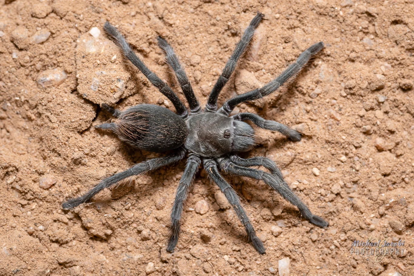Adult female, Aphonopelma paloma , Pinal County, Arizona. Legspan the diameter of a quarter.