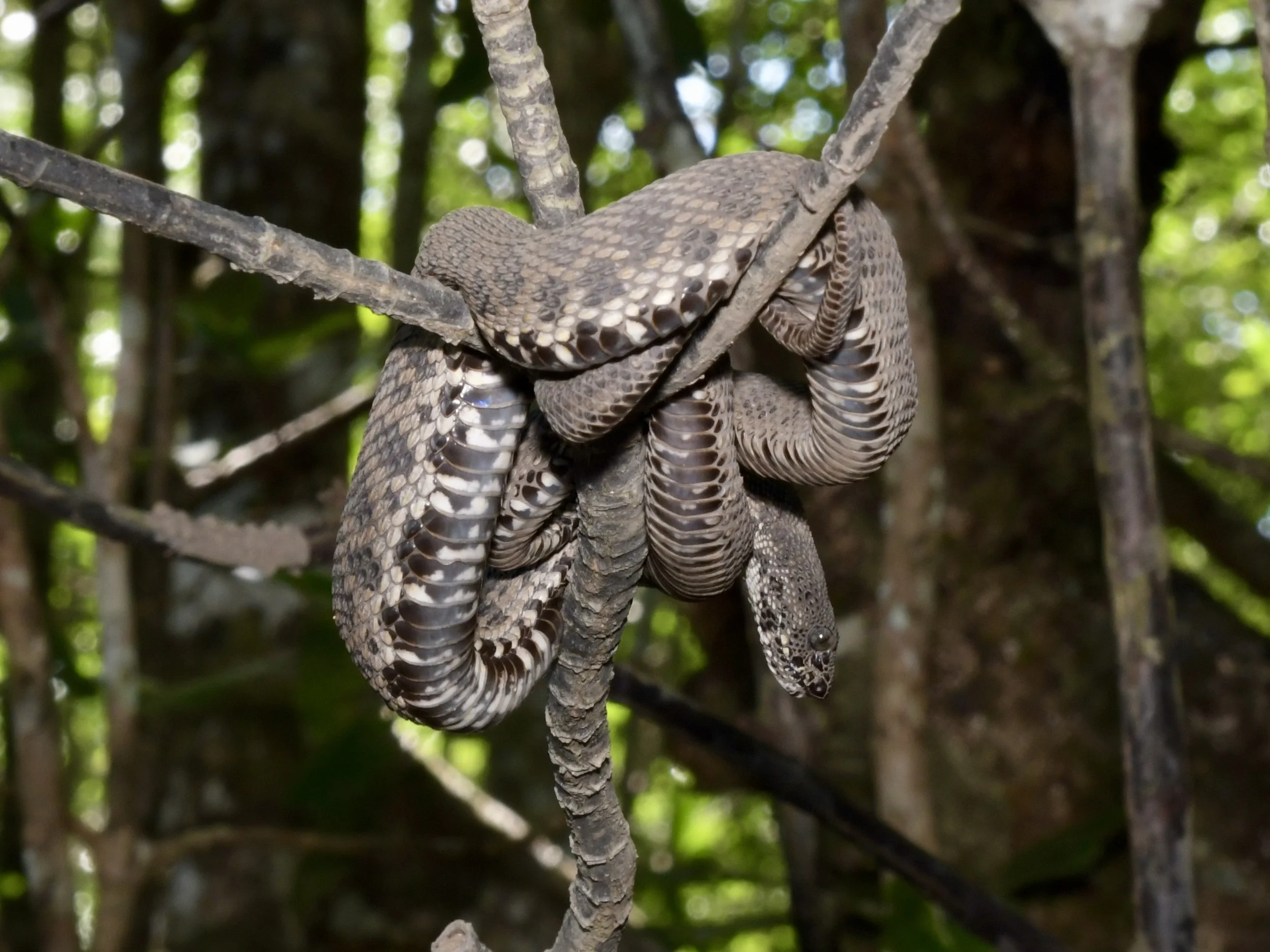 Mangrove Pitviper ( Trimeresurus purpeomaculatus ), Tanjung Rhu , Langkawi Island, Malaysia • Nikon D500, Nikon 24-120mm f/4 @ 85mm, Nikon SB900 with softbox, ISO100, f/16, 1/60s