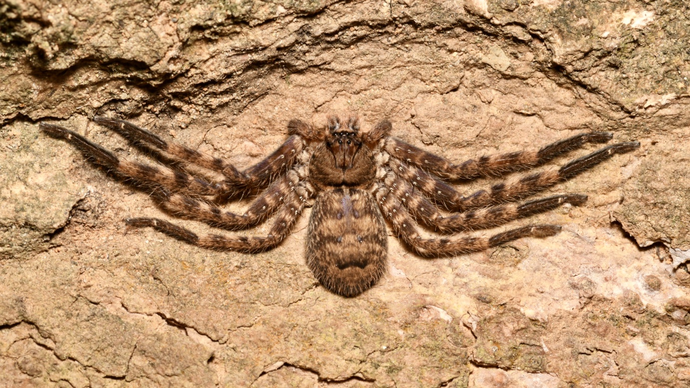 In situ Purple-brown Huntsman Spider ( Heteropoda lunula ), Telaga Tujuh, Langkawi Island, Malaysia • Nikon D500, Tokina 100mm f/2.8 macro, Nikon SB900 @ 1/8 power with softbox, ISO100, f/16, 1/60s