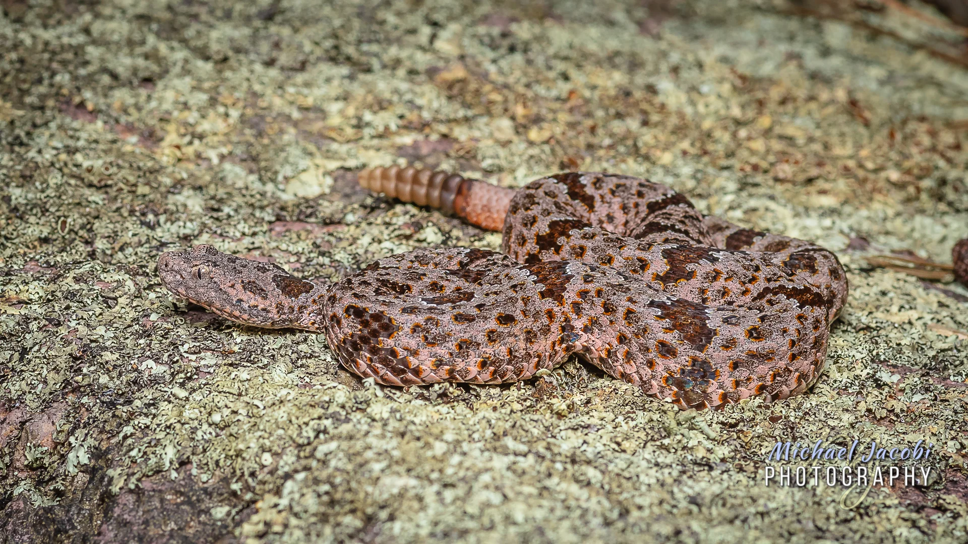 Crotalus lepidus klauberi , Banded Rock Rattlesnake, Cave Creek Canyon, Chiricahua Mountains