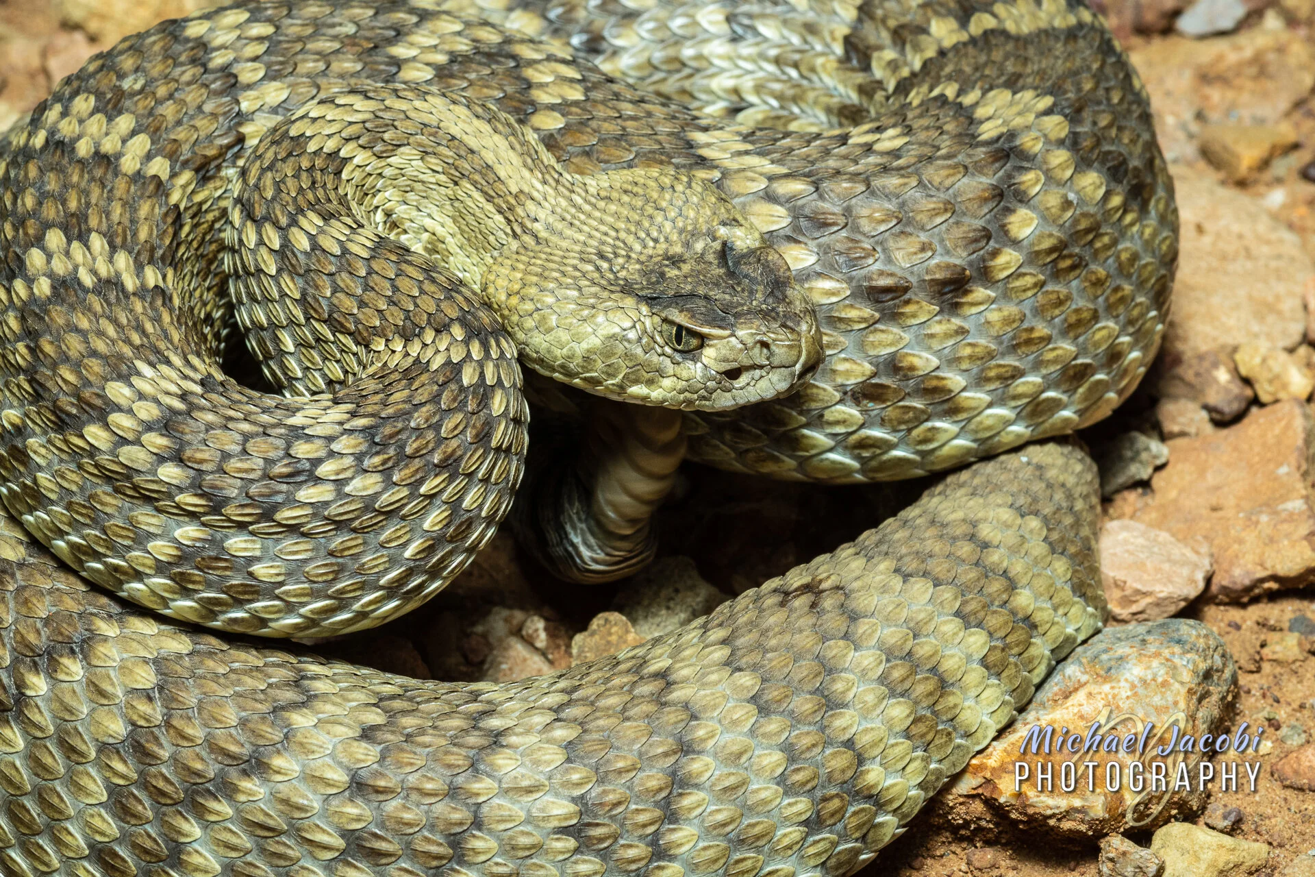 Crotalus scutulatus