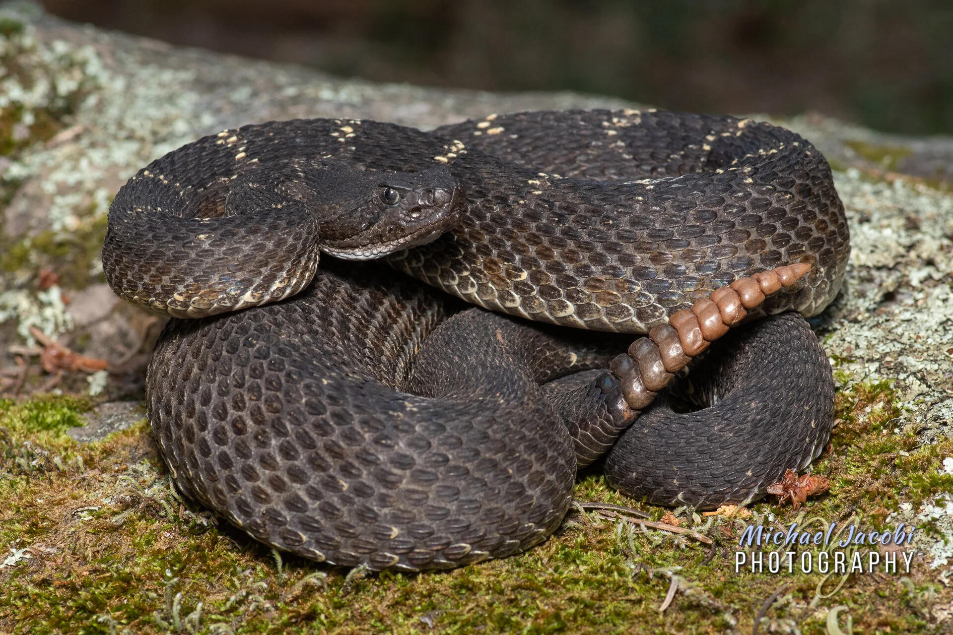 Crotalus cerberus