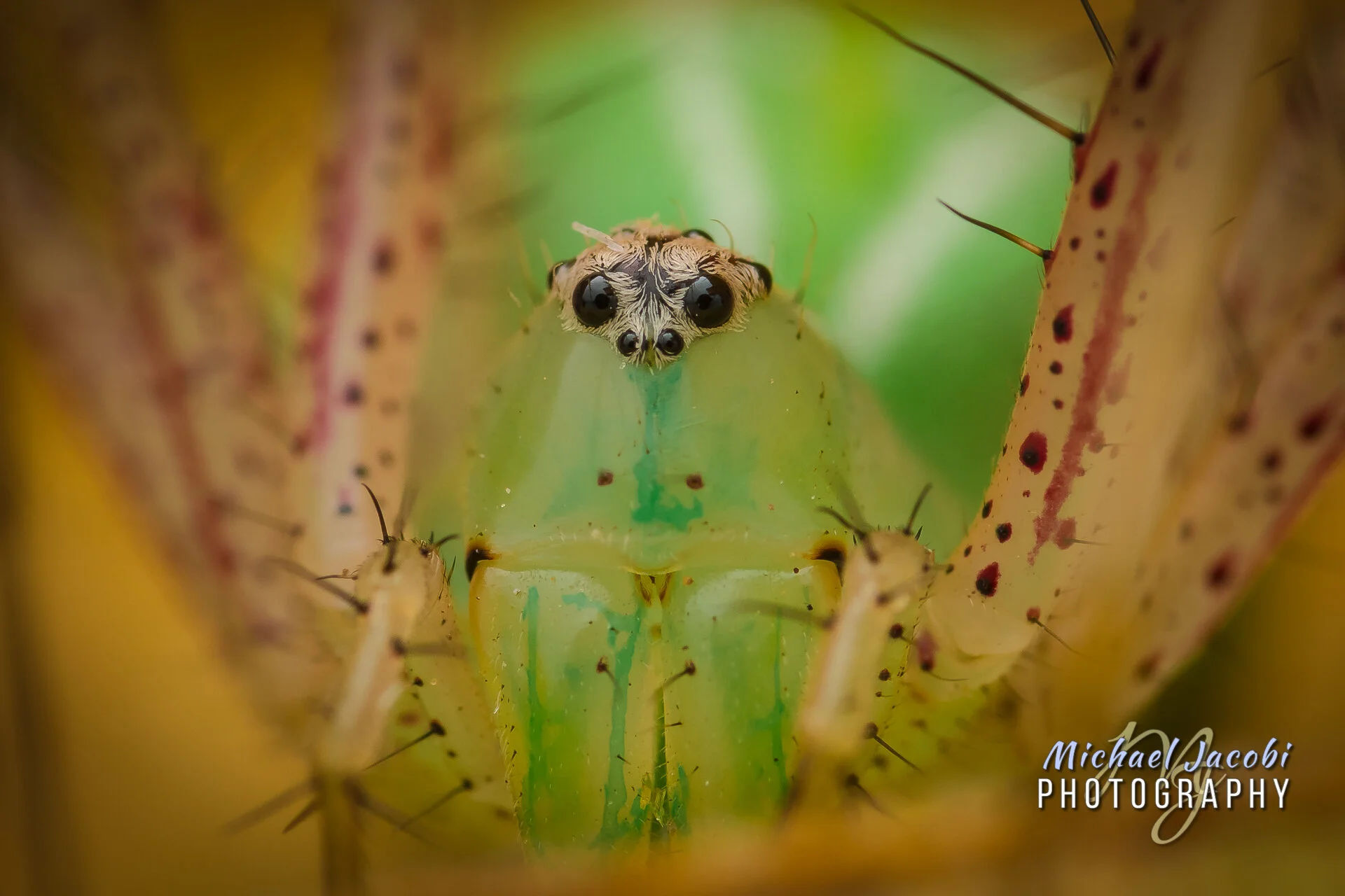 Green Lynx Spider ( Peucetia viridans ), Cave Creek Canyon